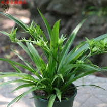 Energy-absorbing formaldehyde green planting hanging Lampotted plant indoor purifying air gold heart Phnom Penh green leafy hanging plant