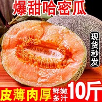 (Sweet and juicy) Hainan Hamegua Pregnant Women Fresh Fruits FRUITS MEI GUACI STATE HONEYDEW MELON NET GRAIN MELON PRICE