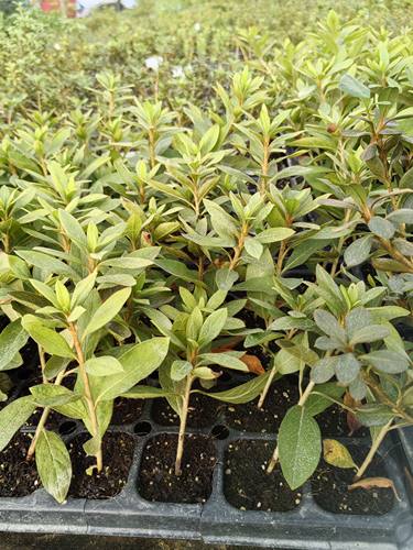 穴盘苗雾岛杜鹃杂交杜鹃花东洋杜鹃四季杜鹃皋月杜鹃进口新品种 - 图3