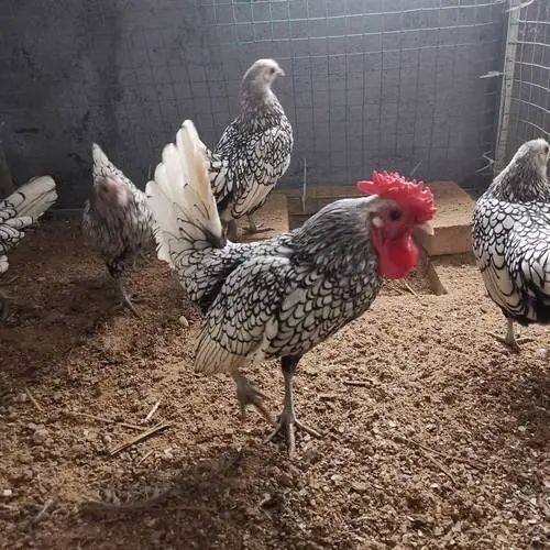 纯种成年波兰鸡小型鸡宠物鸡矮脚鸡活苗观赏鸡波兰鸡苗波兰成年,淘宝优惠券,粉丝福利购,淘宝优惠卷