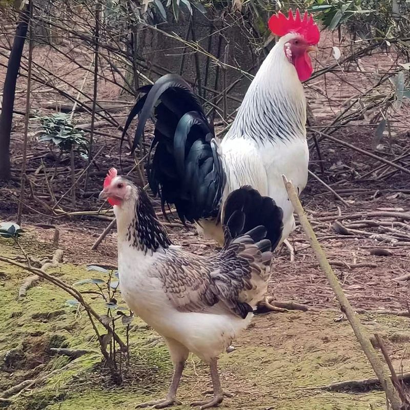 鹊山鸡种蛋受精蛋可孵化小鸡快大珍禽土鸡受精蛋山鸡正宗10枚包邮 - 图1