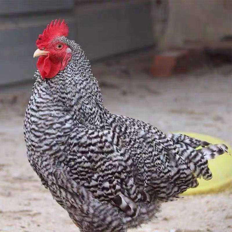 正在产蛋芦花鸡活体成年鸡绿壳蛋成年芦花鸡纯种芦花鸡活体母鸡,淘宝优惠券,粉丝福利购,淘宝优惠卷