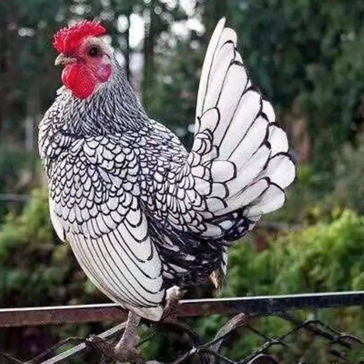 纯种成年波兰鸡小型鸡宠物鸡矮脚鸡活苗观赏鸡波兰鸡苗波兰成年,淘宝优惠券,粉丝福利购,淘宝优惠卷