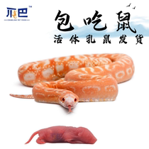 (Packet Snake Eat) Milk Rat Caprilic Red Pink Peel to feed Snake Fry Horn Frog Small White Rat Sterile Rat