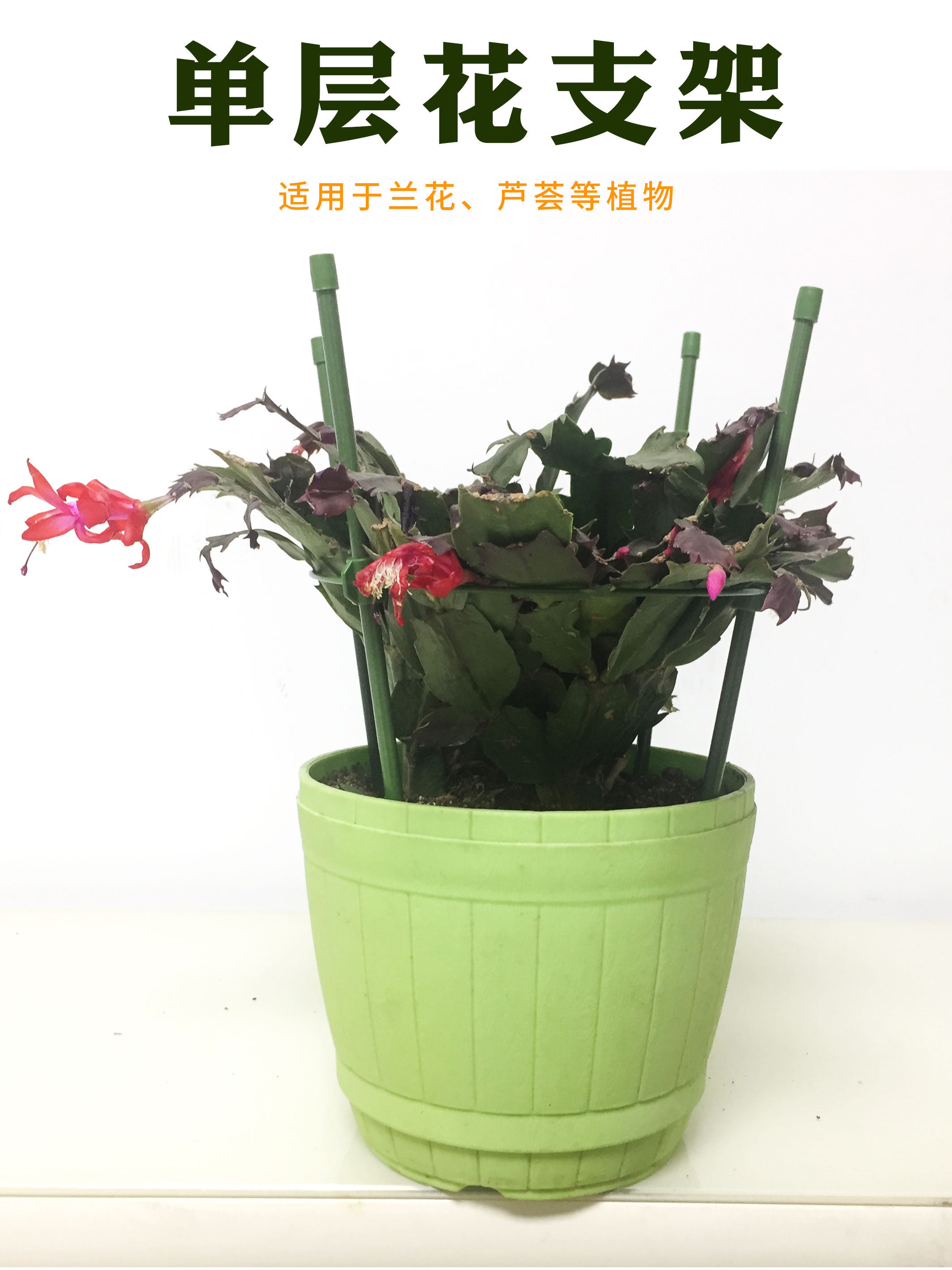 蟹爪兰支架兰花架朱顶红支架芦荟盆栽单层护叶防倒伏蟹甲兰支撑架,淘宝优惠券,粉丝福利购,淘宝优惠卷