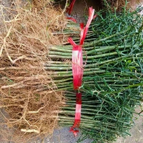 Green fence walled plant with gill yard walled garden iron fence holly orange Miao Miao graft anvil wood care tree sapling