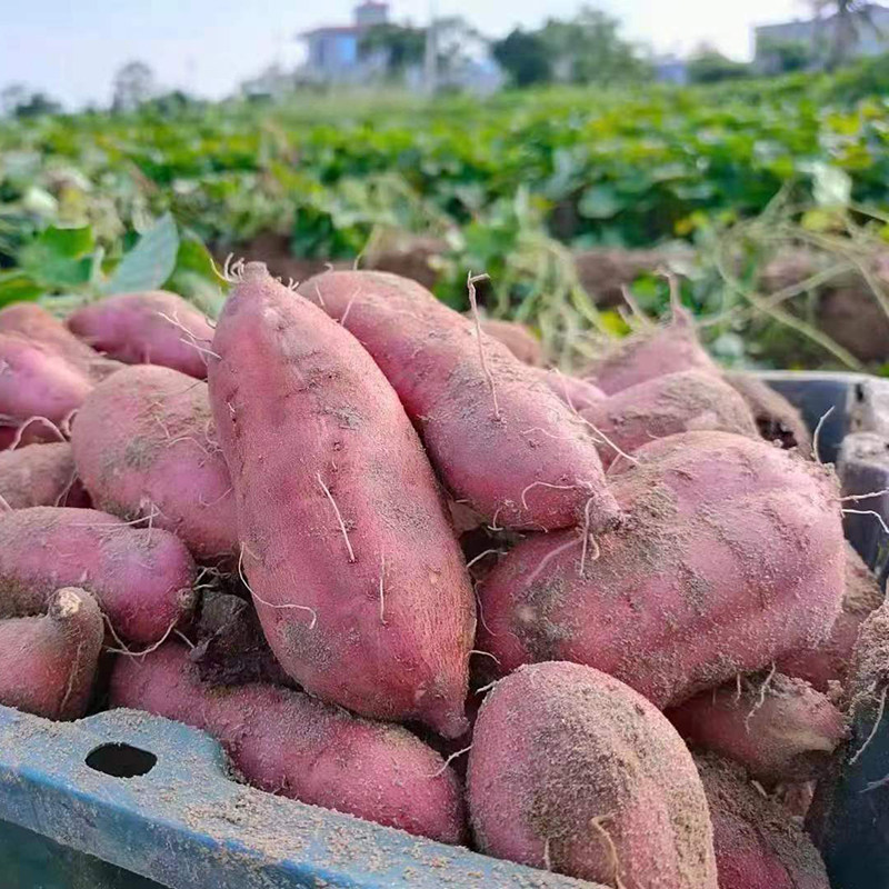 正宗海南澄迈桥头地瓜9斤大果礼盒富硒新鲜现挖番薯红薯礼盒包邮