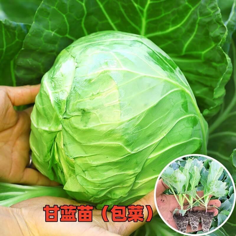 绿甘蓝苗紫甘蓝包菜秧苗卷心菜大头牛心菜种春秋季盆栽高产蔬菜苗 - 图2