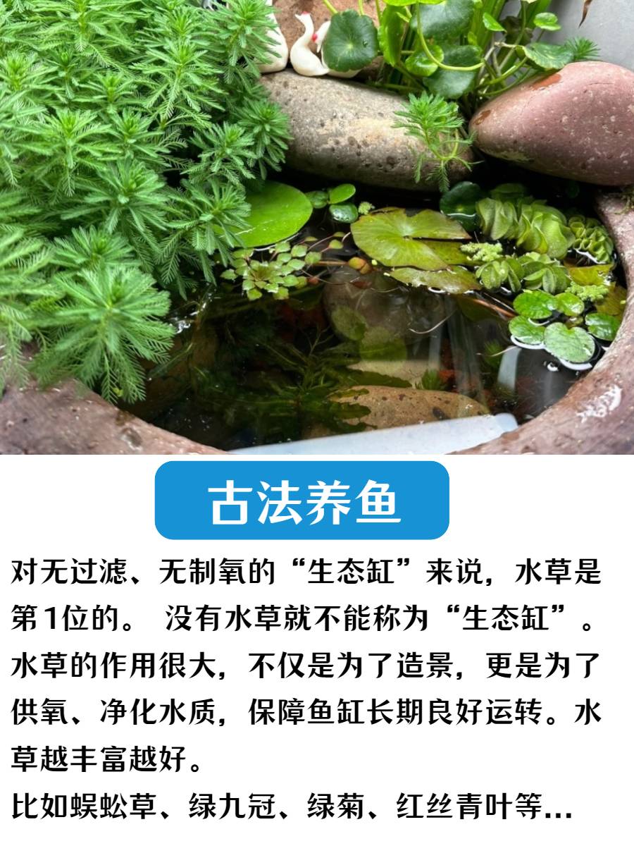 古法养鱼材料冒泡水草斗鱼专用水草南极杉小宝塔红丁香对叶一叶莲 - 图0