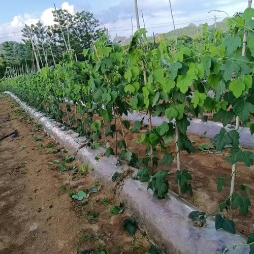 广西粉葛根苗高产葛根种植苗无渣粉葛种苗优质扦插种葛种苗包邮 - 图2