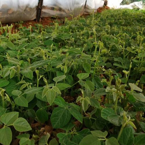 广西粉葛根苗高产葛根种植苗无渣粉葛种苗优质扦插种葛种苗包邮 - 图0