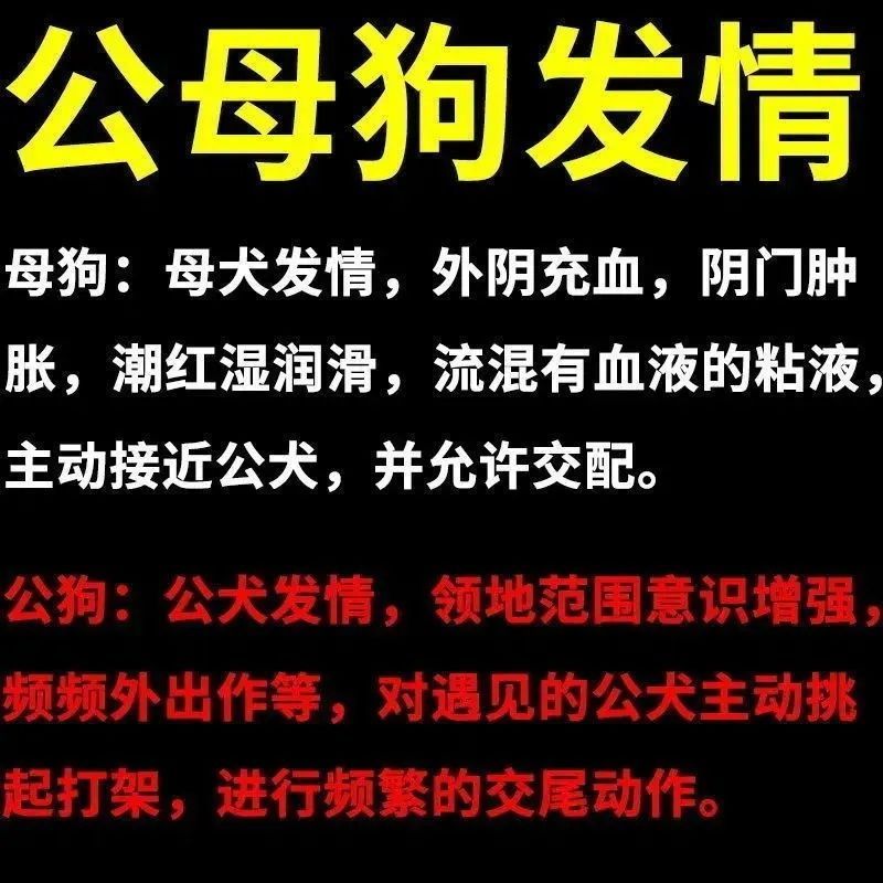 狗狗绝育 永久性犬用禁情液狗用品大全宠物用品防止狗发情乱爬 - 图1