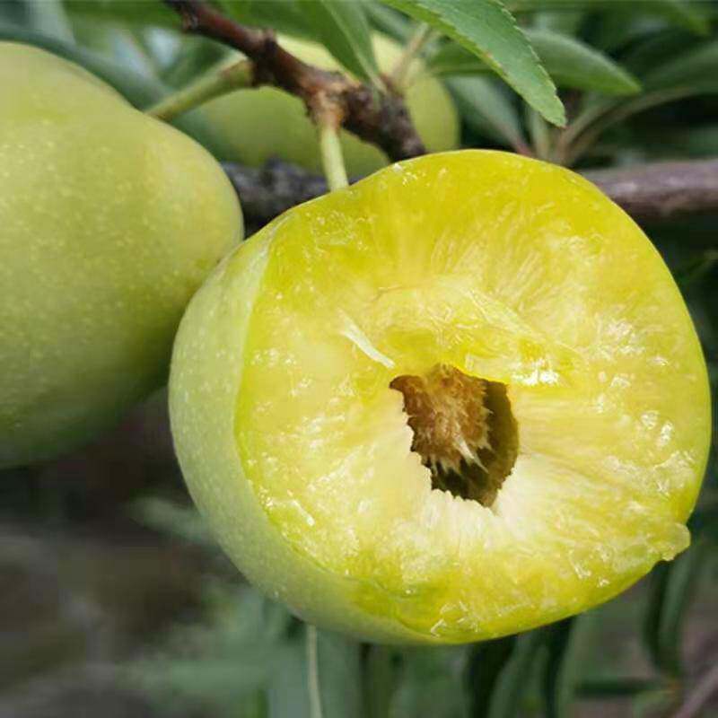 沿河沙子空心李苗 嫁接李子树苗 脱骨李树苗当年结果北方南方种植