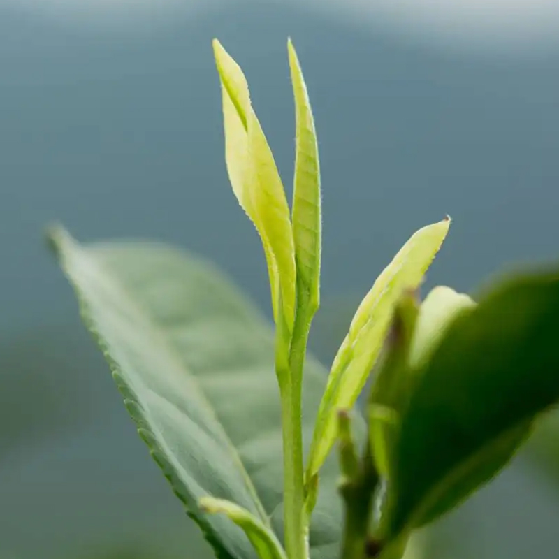 袋泡茶系列雨前安吉白茶清新爽口鲜醇绿茶袋装散装茶叶