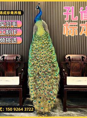 孔雀标本摆件天然真羽毛开屏孔雀摆件客厅酒店装饰品工艺品道具