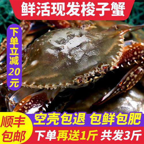 青岛梭子蟹鲜活大螃蟹野生新鲜海蟹母蟹特大海鲜飞蟹水产蟹