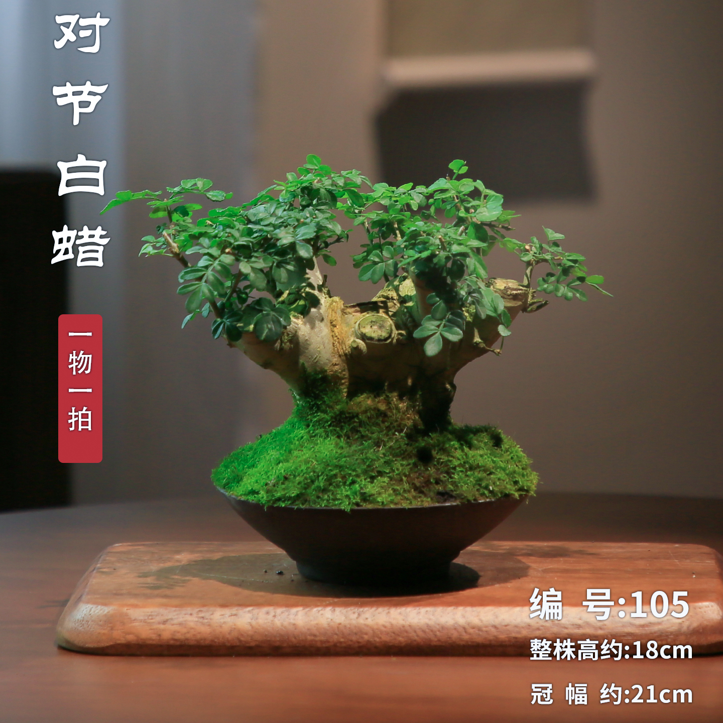 对节白蜡年功矮霸老桩造型盆景一物一拍阳台植物办公室桌面盆栽,淘宝优惠券,粉丝福利购,淘宝优惠卷