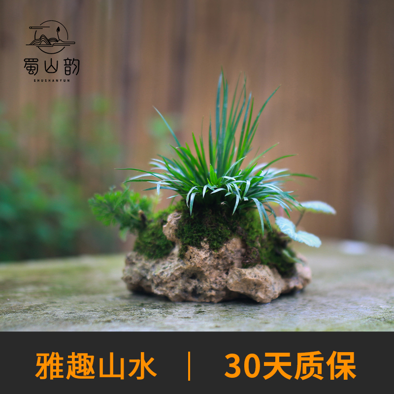 附石菖蒲小盆栽吸水石办公室蕨类绿植苔藓微景观山水盆景水培植物-图0