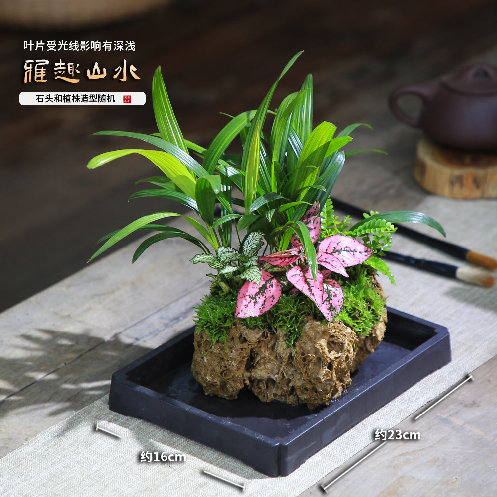 水培南天竹吸水石盆景附石盆栽文竹发财树假山桌面绿植水陆缸造景,淘宝优惠券,粉丝福利购,淘宝优惠卷