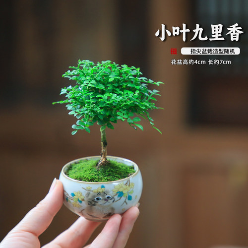 车载绿植迷你小盆栽拇指微型盆景九里香室内桌面真花植物汽车摆件 - 图1