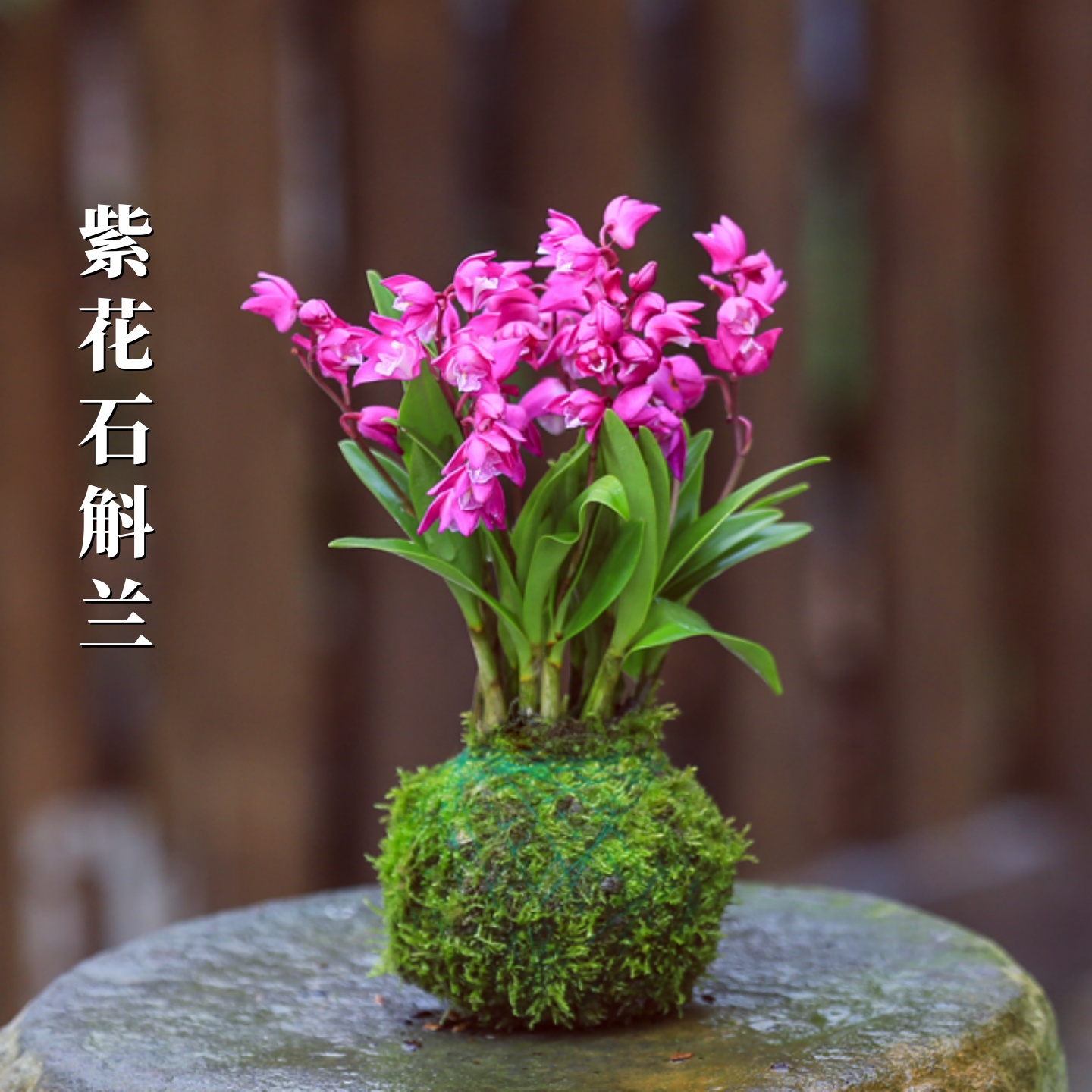 七彩香水石斛兰花水培苔藓球植物盆栽室内桌面绿植盆景好养四季兰 - 图1