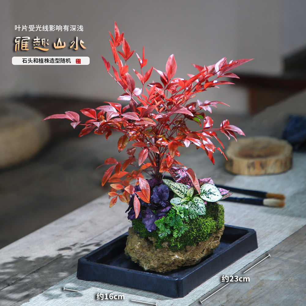 水培南天竹吸水石盆景附石盆栽文竹发财树假山桌面绿植水陆缸造景,淘宝优惠券,粉丝福利购,淘宝优惠卷