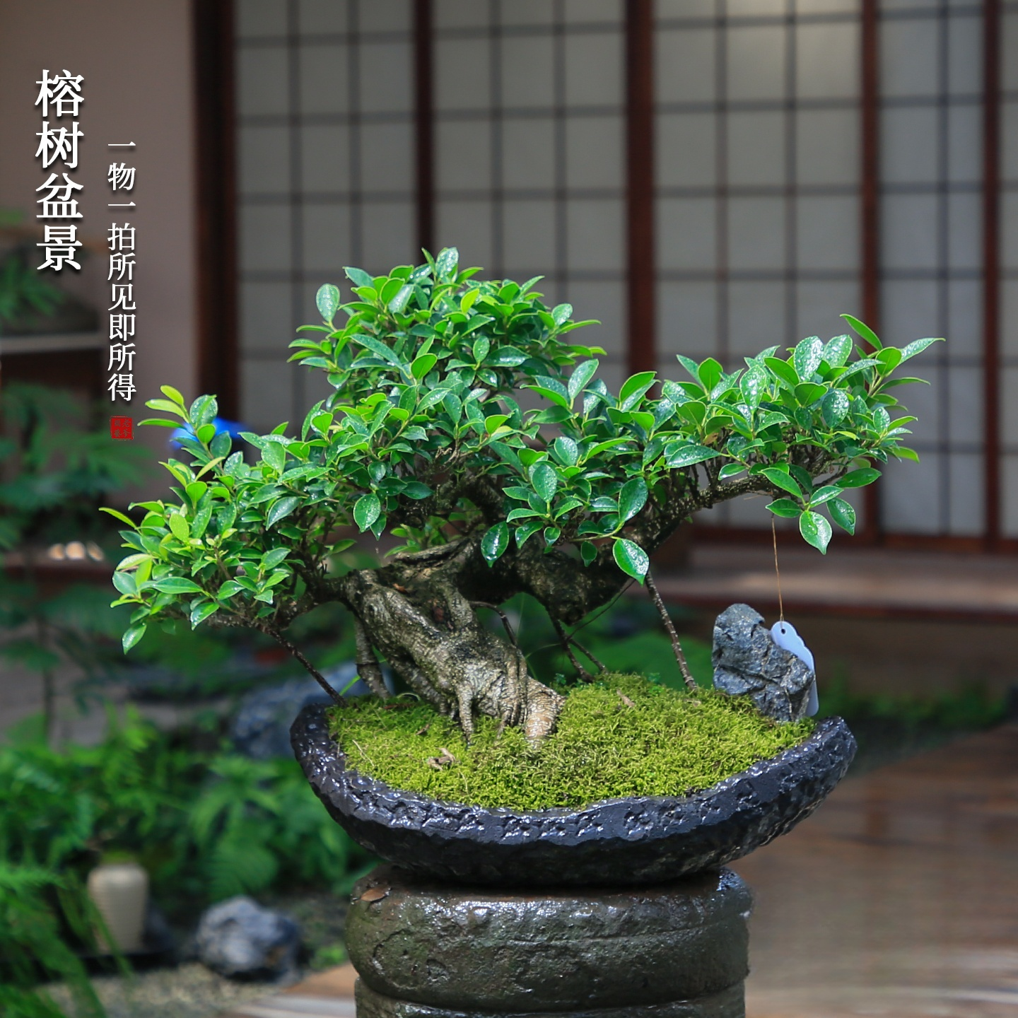 榕树造型一物一拍老桩盆景四季常绿庭院好养别墅冬季植物室内盆栽,淘宝优惠券,粉丝福利购,淘宝优惠卷