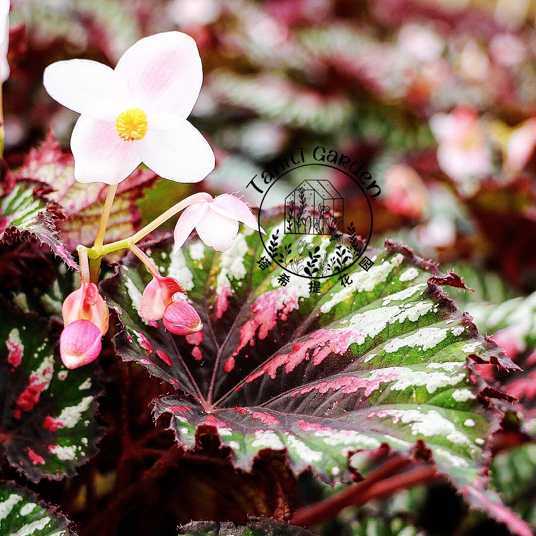 Begonia‘Painter’s Palette’画家调色盘秋海棠-图0