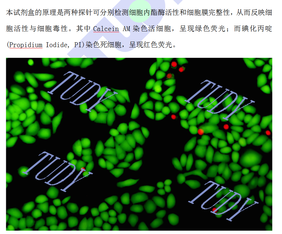 生物毒性/生物相容性/死活荧光双染/细胞活性毒性检测/CCK8/MTT - 图0