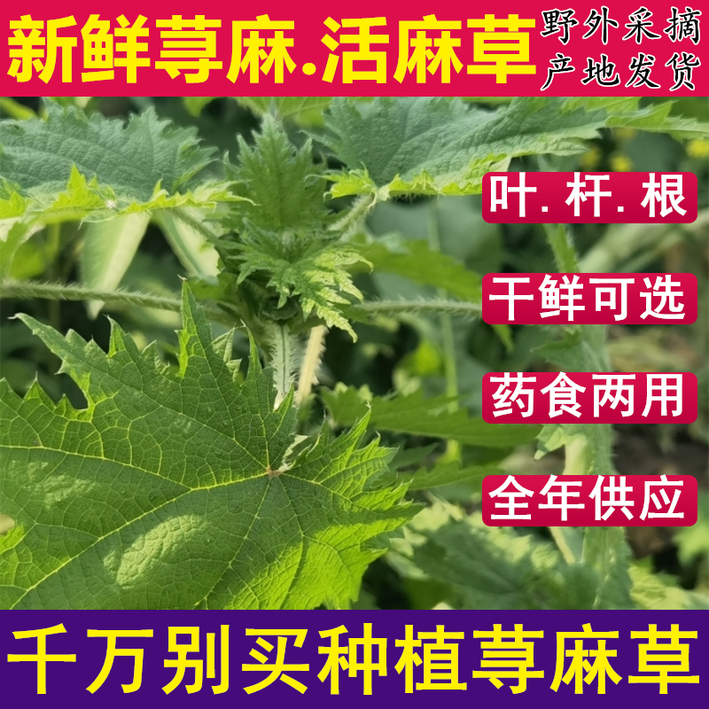 新鲜荨麻草食用白活麻叶烫火锅吃500g包邮禾麻根青河麻根苗中药材 - 图2