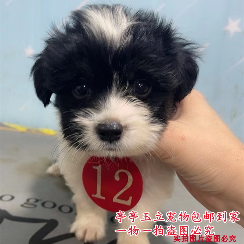 蝴蝶犬混血田园犬柯基边牧混血蝴蝶犬小型犬家养好打理幼犬幼犬 - 图2