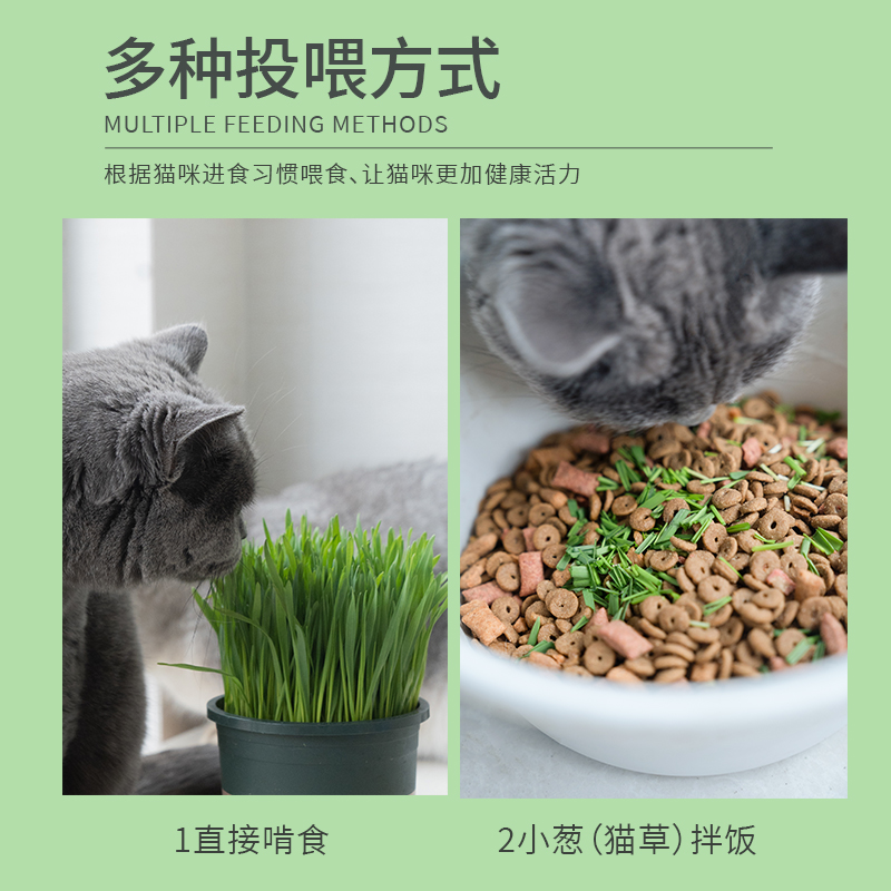 天然猫草已种好盆栽发芽长好猫咪用品大全去毛球猫零食种子猫薄荷 - 图1