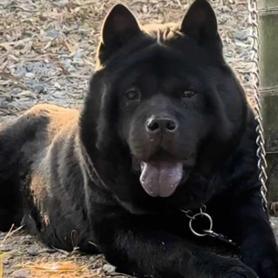 广西虎头五黑犬黑狗土猎犬赶山犬小黑狗纯黑田园犬五黑犬小黑狗狗 - 图2