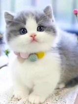 Cat living things Blue and white English short cat pets Puppet cat gold and silver Gradual Layer Kitten Blue Cat Beauty Short And Young Cat Living Cat House