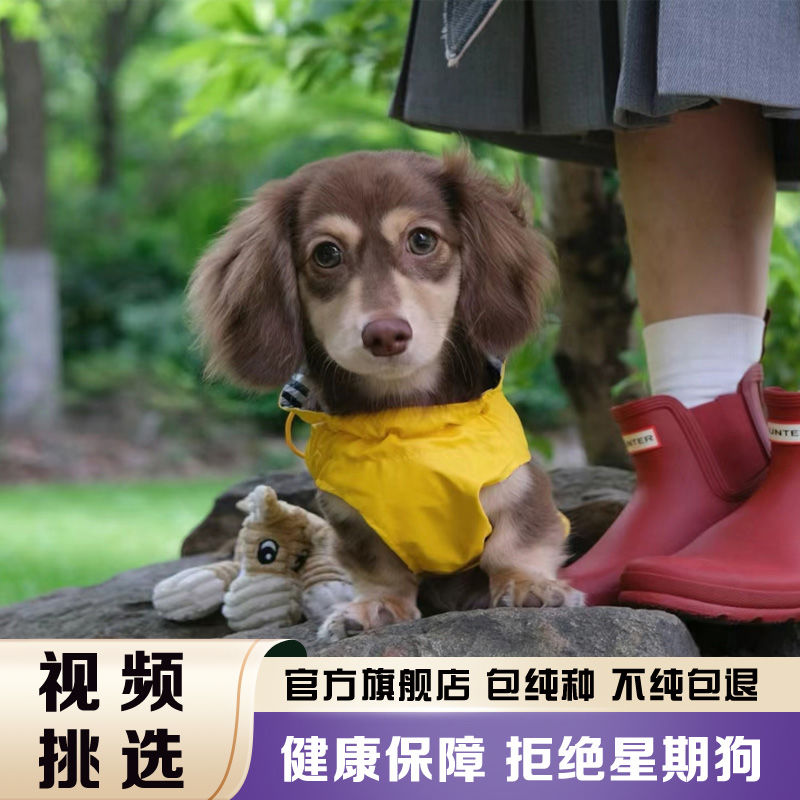 短腿腊肠犬幼犬真狗宠物狗活的双血统腊肠狗短毛小型犬小狗狗活物-图2