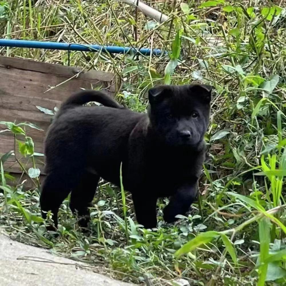 广西虎头五黑犬纯黑混血赶山犬狩猎犬小黑狗土猎幼犬中华神犬田园 - 图2