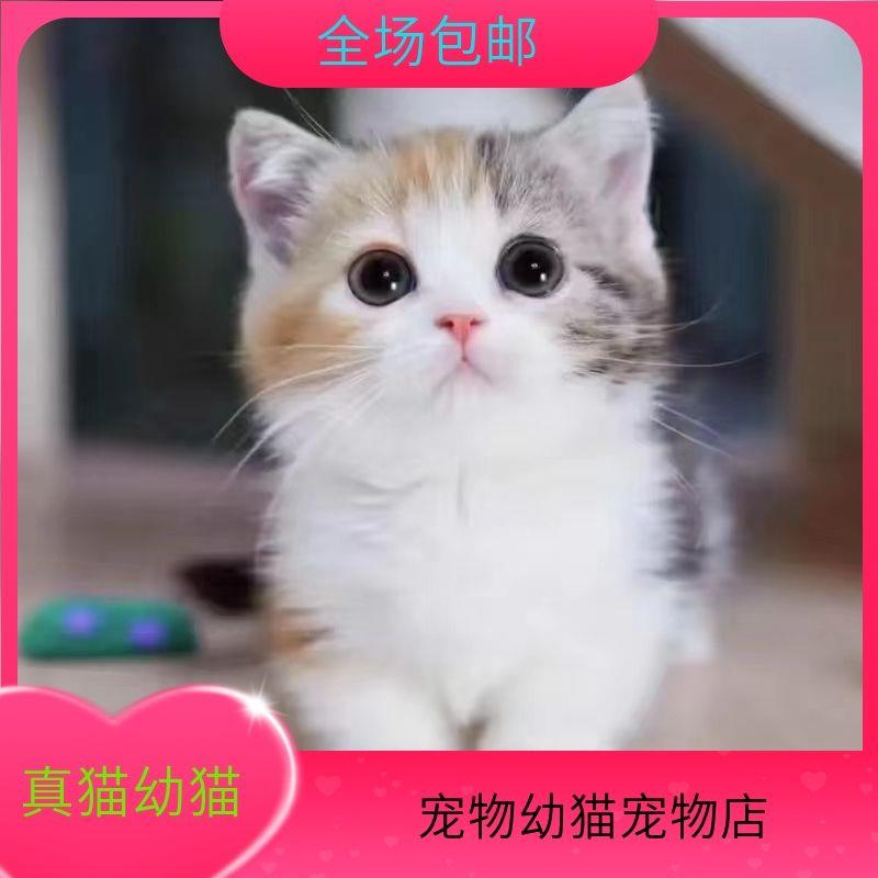 中华田园猫土猫家养橘白猫橘猫狸花猫网红可爱宠物猫三花猫小花猫 - 图2