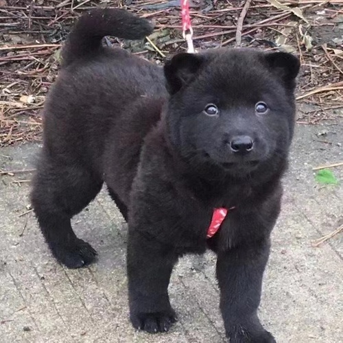 广西五黑犬中华田园犬土猎犬赶山犬幼犬狗崽狗狗活体黄色土狗活体