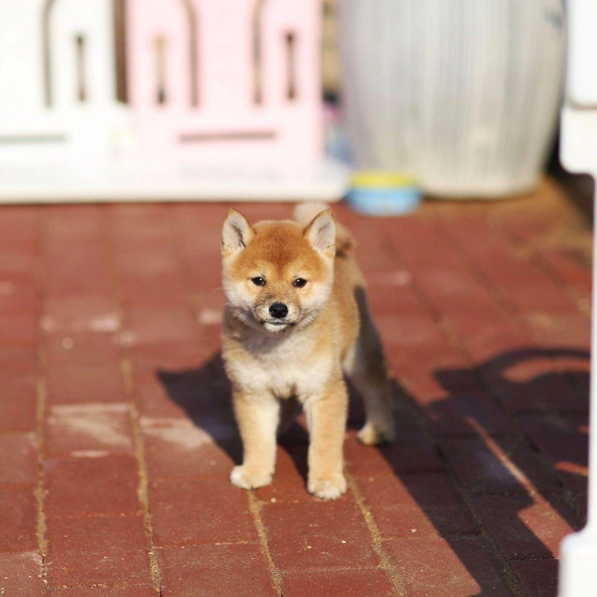 纯种柴犬幼犬日本柴犬正宗豆柴赤柴黑柴中小型犬秋田活体宠物狗狗-图2