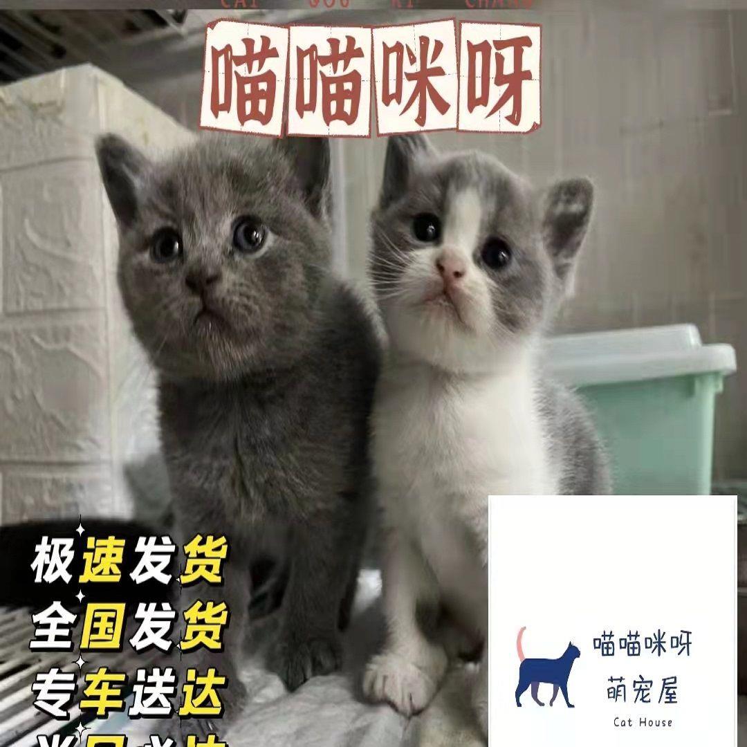 橘白猫橘猫宠物猫狸花猫狸猫三花猫黑白奶牛猫中华田园猫幼崽可爱 - 图3