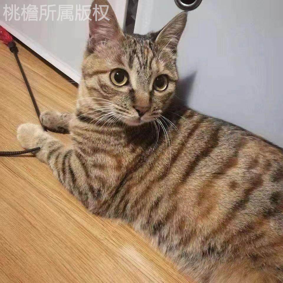 成年猫咪活体中华田园猫家养黑猫白猫橘猫狸花猫黑白奶牛幼猫宠物_虎窝淘
