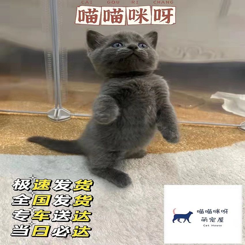 橘白猫橘猫宠物猫狸花猫狸猫三花猫黑白奶牛猫中华田园猫幼崽可爱-图2