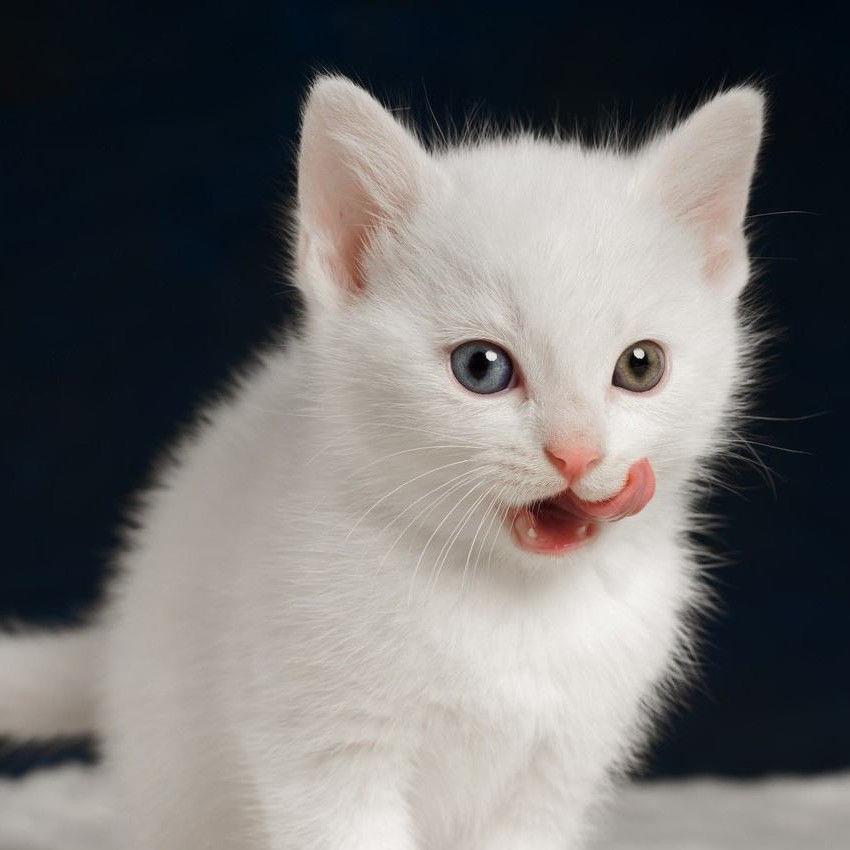 中华田园猫幼崽狸花猫网红橘猫白猫奶牛猫黑猫异瞳狮子猫家猫健康 - 图3