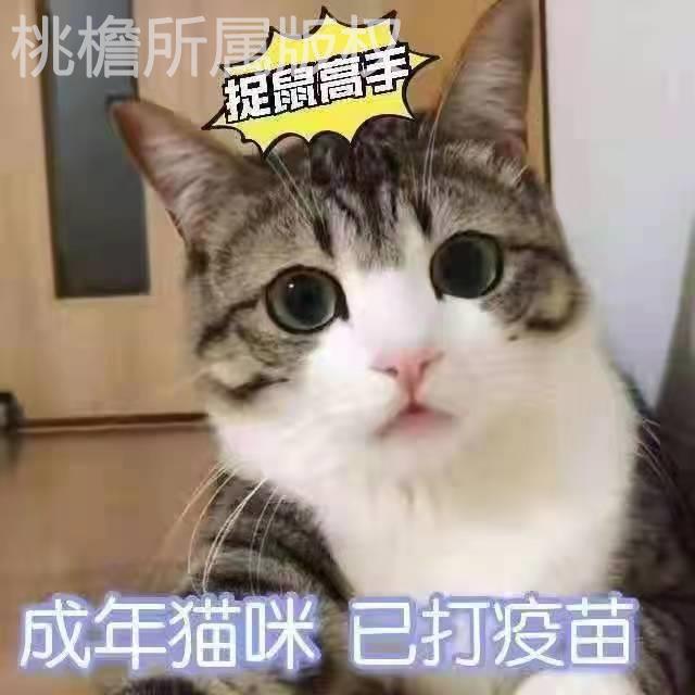 成年猫咪活体中华田园猫家养黑猫白猫橘猫狸花猫黑白奶牛幼猫宠物-图2