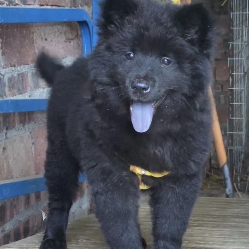 广西五黑犬幼犬大型犬纯黑土猎犬中华田园犬土狗幼崽赶山犬好养活 - 图1