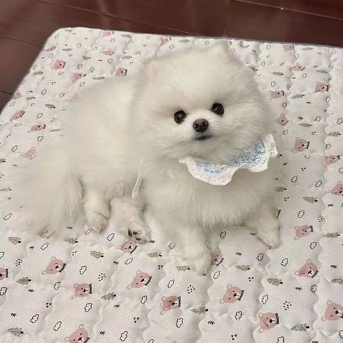 博美幼犬俊介活物长不大可爱茶杯犬俊介小型犬袖珍白色宠物狗幼崽