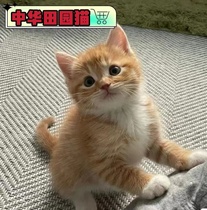 Kitty Living Chinese Fields Garden Cat Infant Cat Cat Beaver White Cat Orange Cat Black Cat White Cat Mixed Blood Kitty Lion Cat