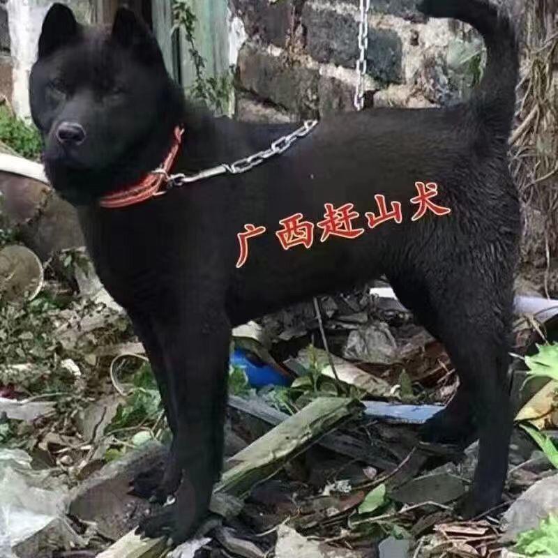 广西虎头五黑犬黑狗土猎犬赶山犬小黑狗纯黑田园犬五黑犬小黑狗狗 - 图0