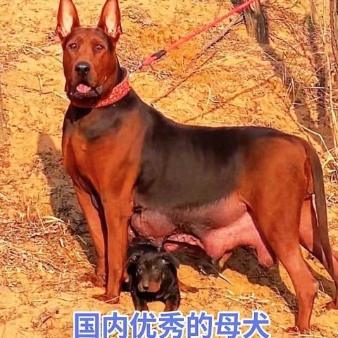 莱州红犬幼犬非纯种苏联红犬串猎犬大骨架红犬混血红狼莱州红猎犬-图3