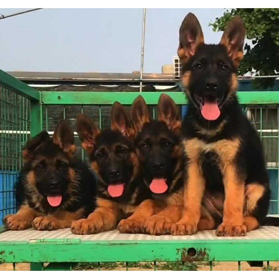 德牧幼犬混血弓背黑背德国牧羊犬马犬警犬军犬大型狼狗活体宠物狗 - 图0